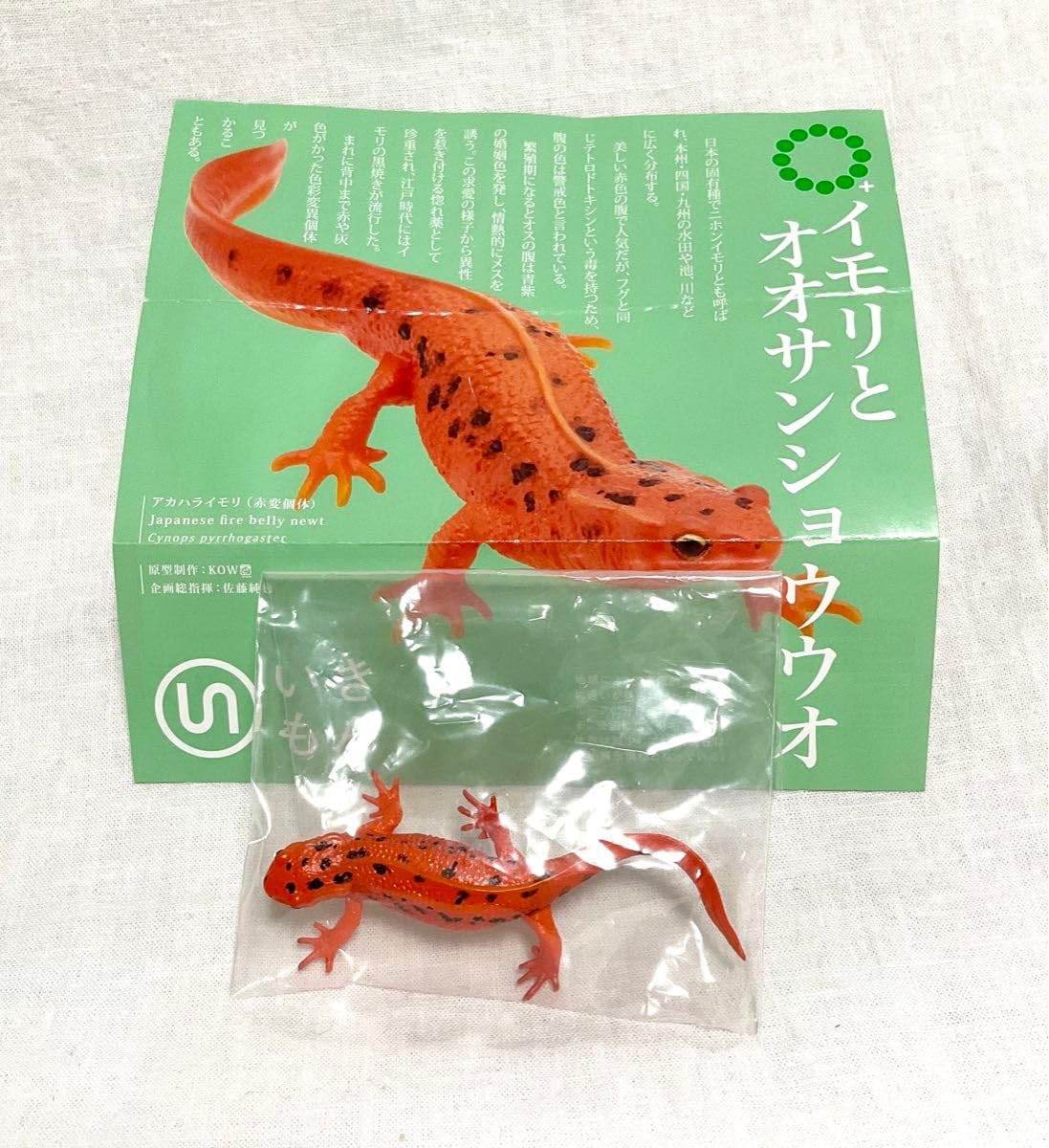 アカハライモリ 赤変個体② 【公式通販】 アカハライモリ 赤変個体② 【公式通販】
